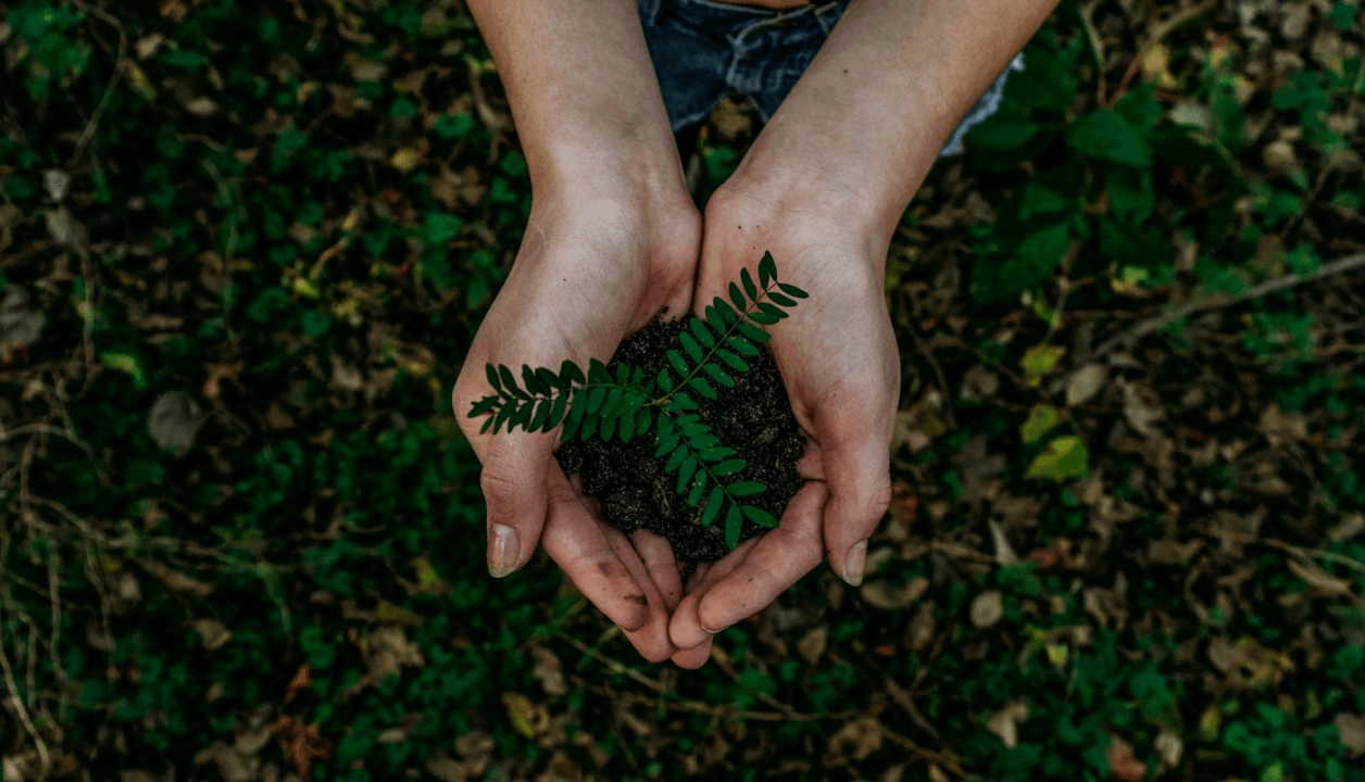 An image of a plant in an eco-friendly environment