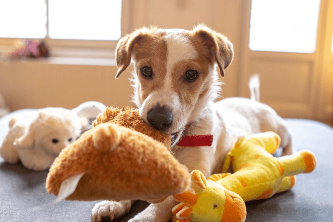 An image of a dog playing with toys. Source: Unsplash