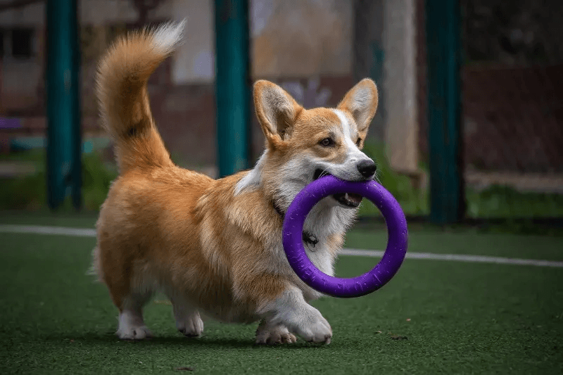 dog chew toys