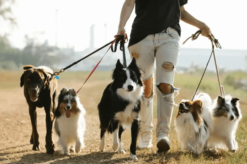 dog chew toys