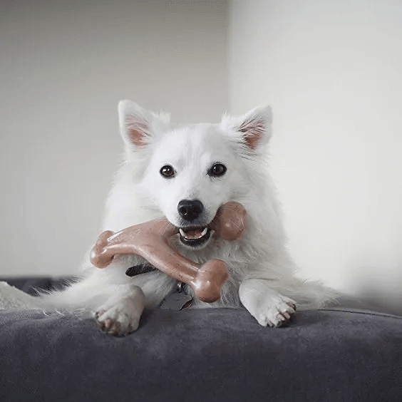 dog chew toys