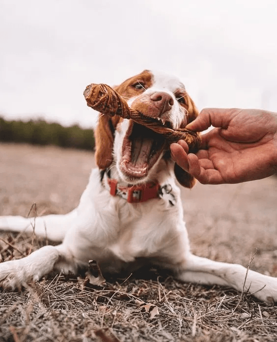 dog chew toys