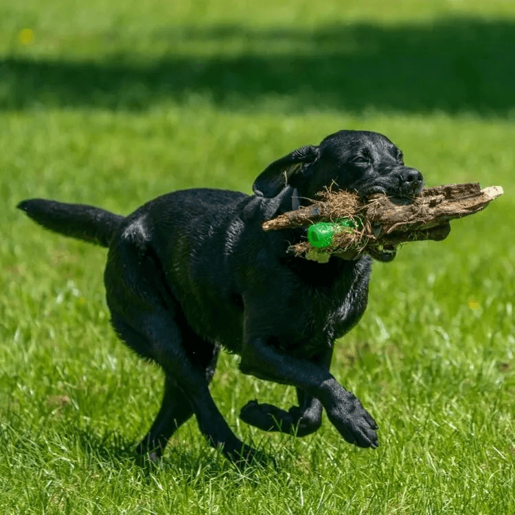 Dog Rubber Toys