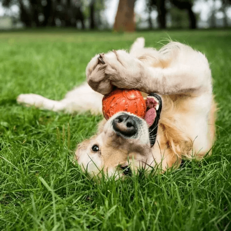 Dog Rubber Toys