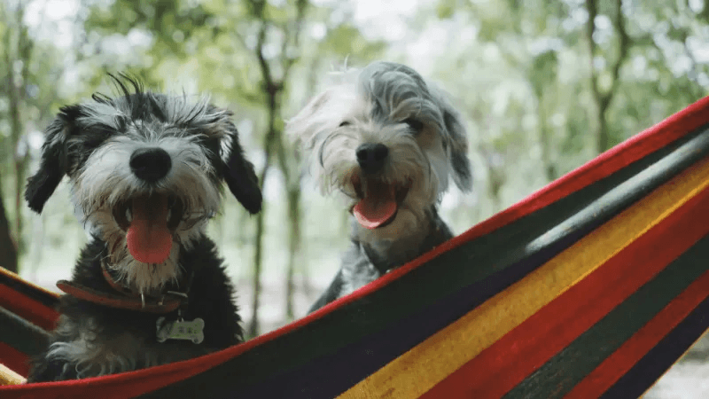 recyclable dog toys