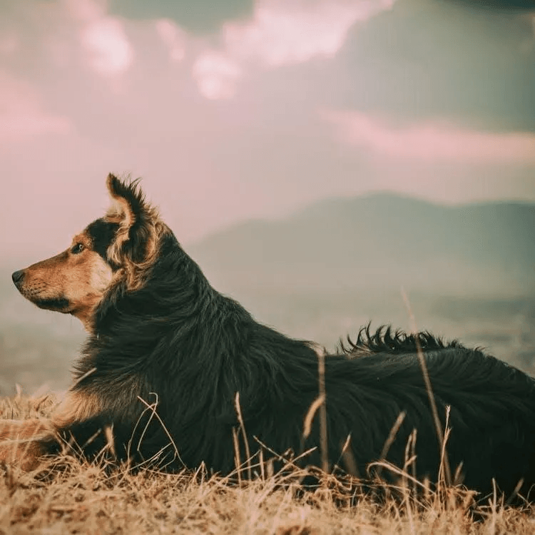 Recyclable Dog Toys