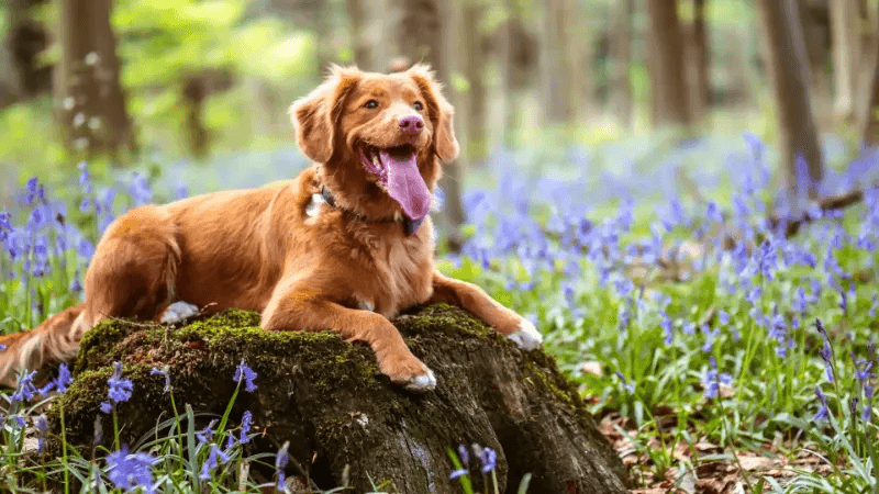 recyclable dog toys